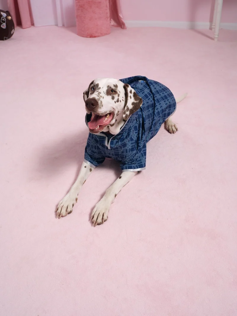 Boulogne - Imperméable pour chien Bisounours