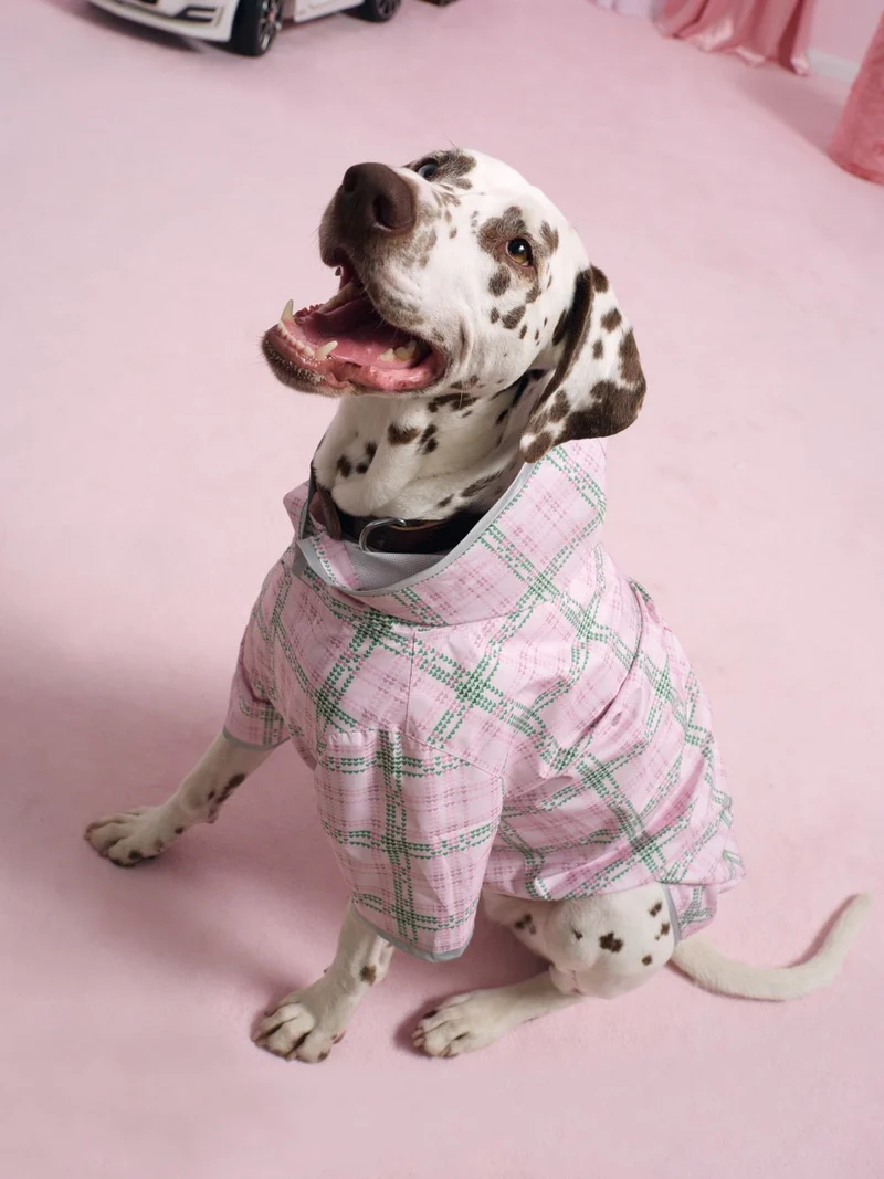 Boulogne - Imperméable pour chien Bisounours