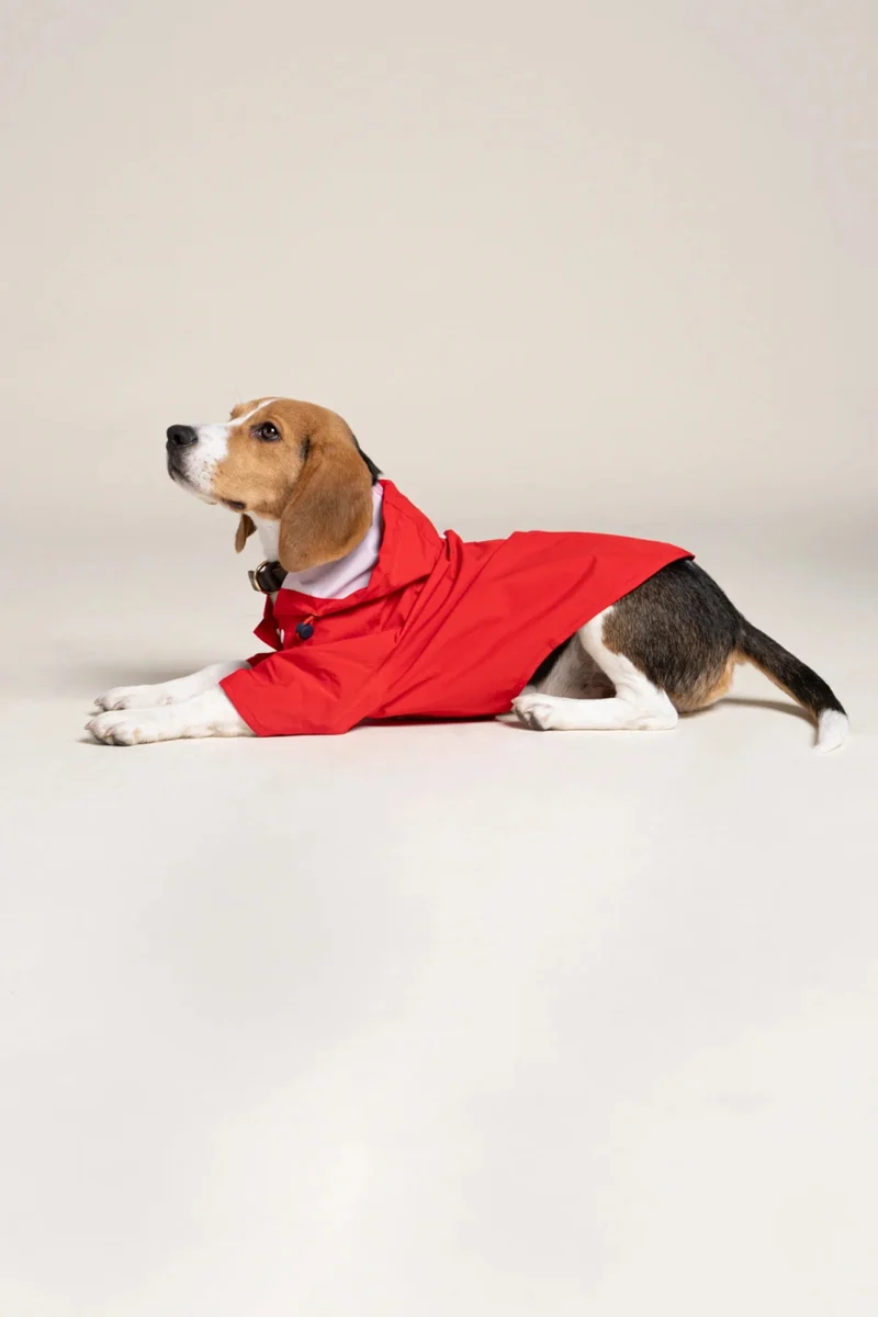 Boulogne - Imperméable pour chien