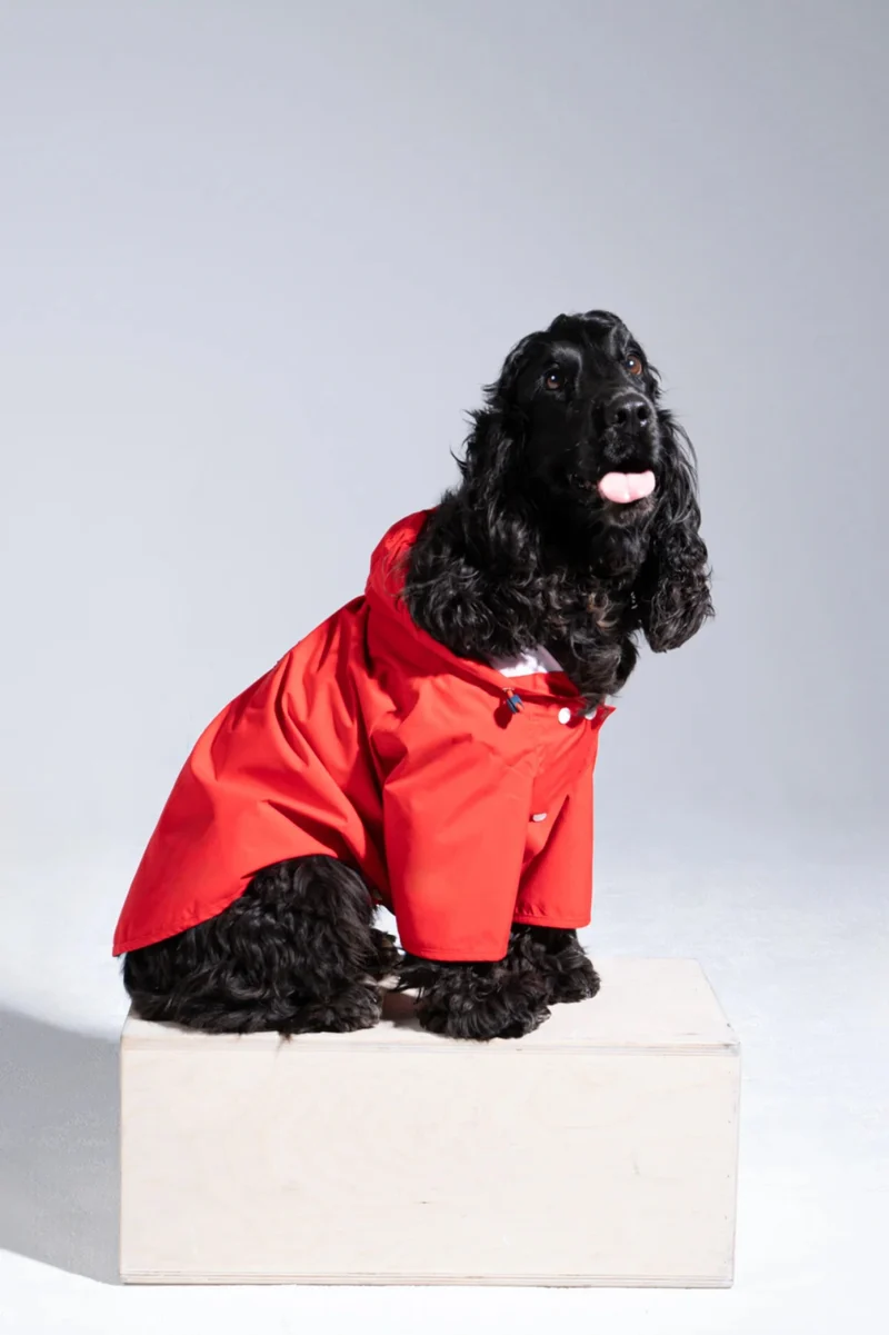 Boulogne - Imperméable pour chien